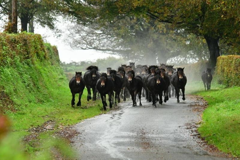 Exmoor Retreat On Two Moors Way Withypool Extérieur photo