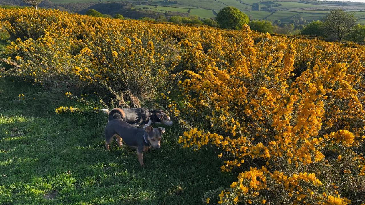 Exmoor Retreat On Two Moors Way Withypool Extérieur photo