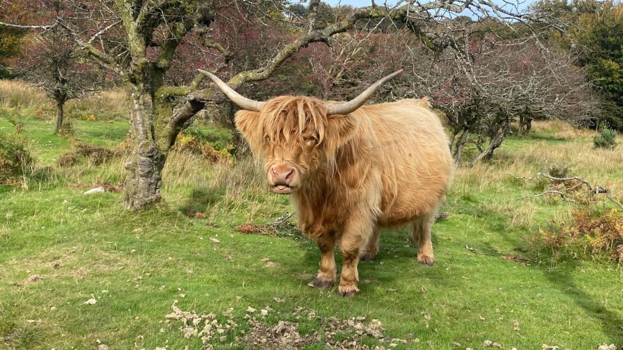 Exmoor Retreat On Two Moors Way Withypool Extérieur photo